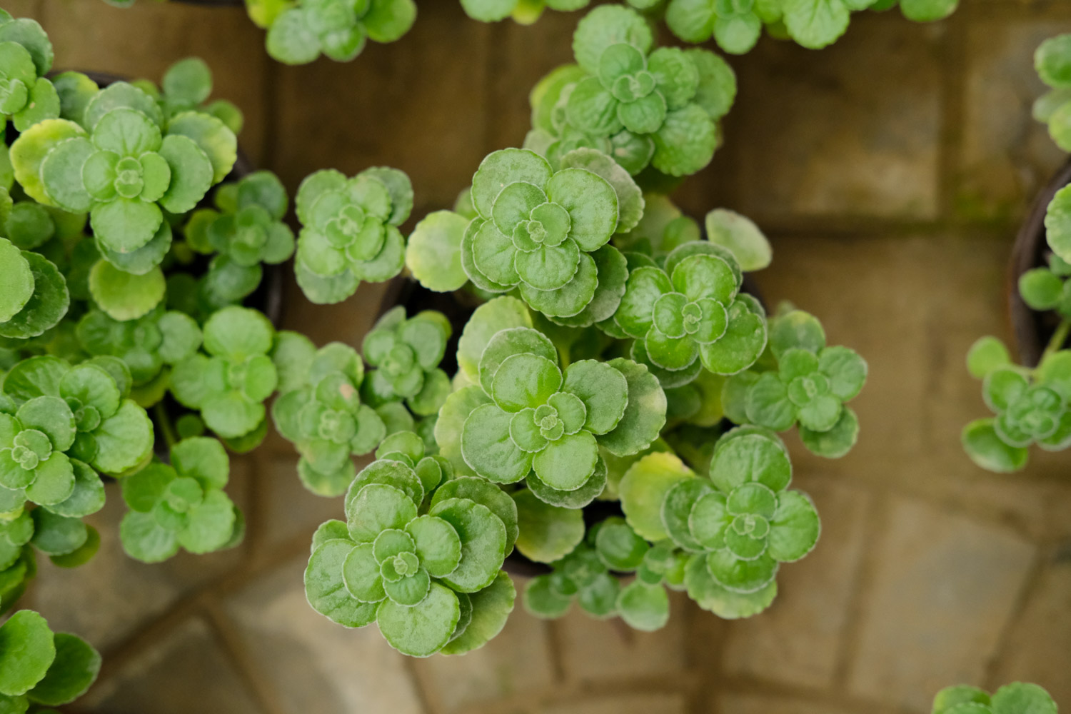 碰碰香真的会开花吗?(碰碰香怎样开花)