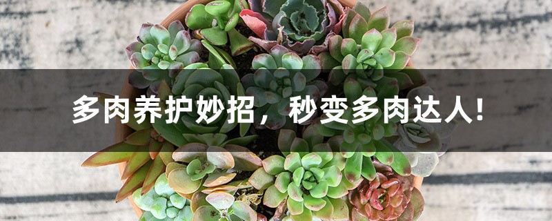 多肉养护妙招,秒变多肉达人
