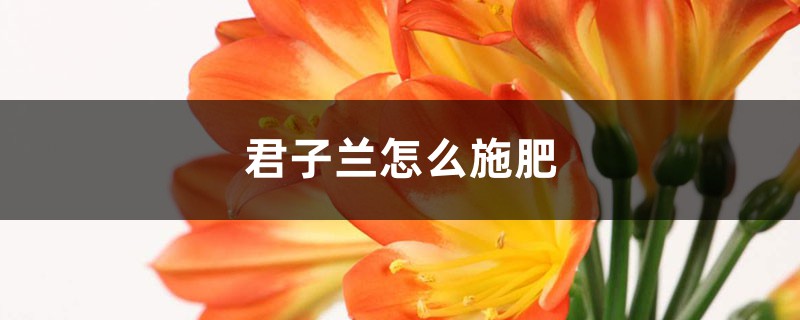 君子兰怎么施肥 (君子兰施肥标准)