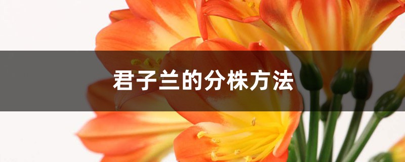 君子兰的分株方法 (君子兰怎么分株)