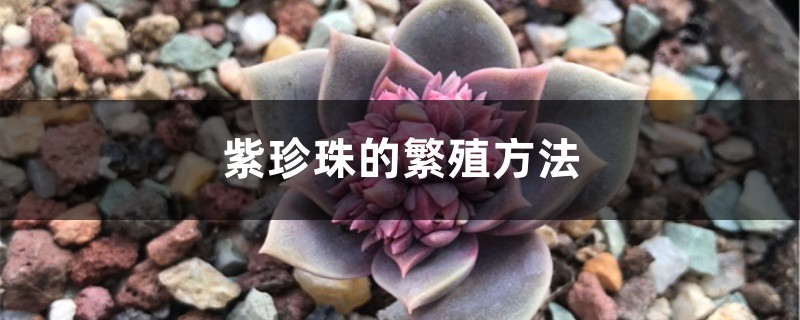 紫珍珠的繁殖方法 (紫珍珠怎么样)