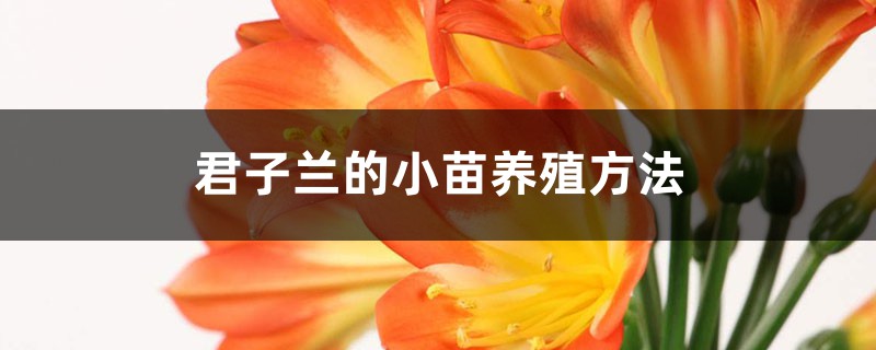 君子兰的小苗养殖方法 (君子兰小苗怎么样)